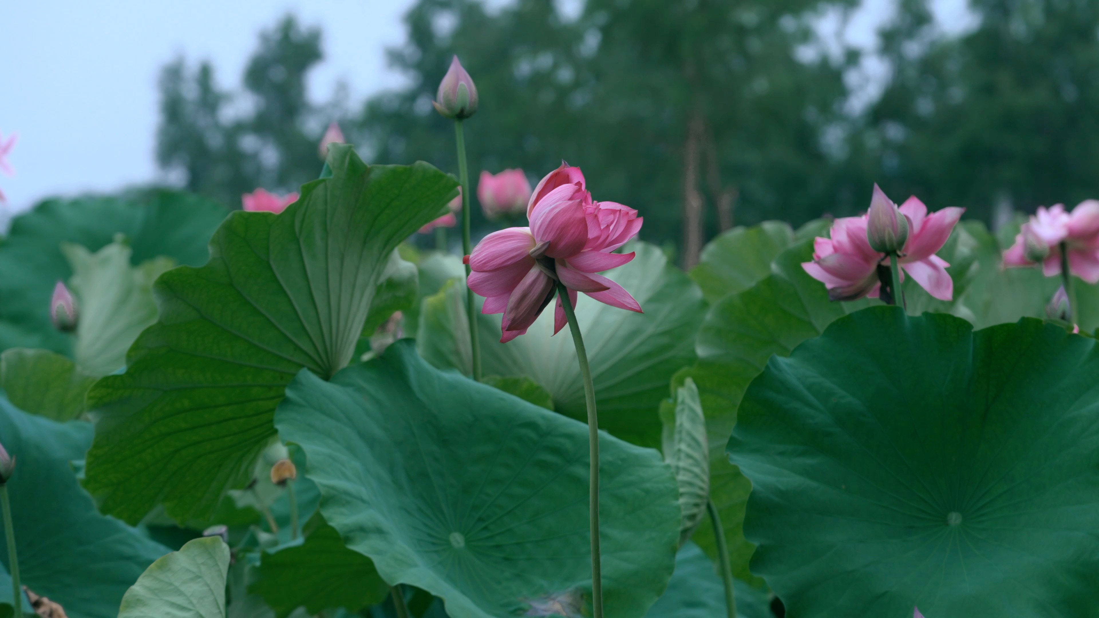 重庆大足惊现太空荷花并蒂莲