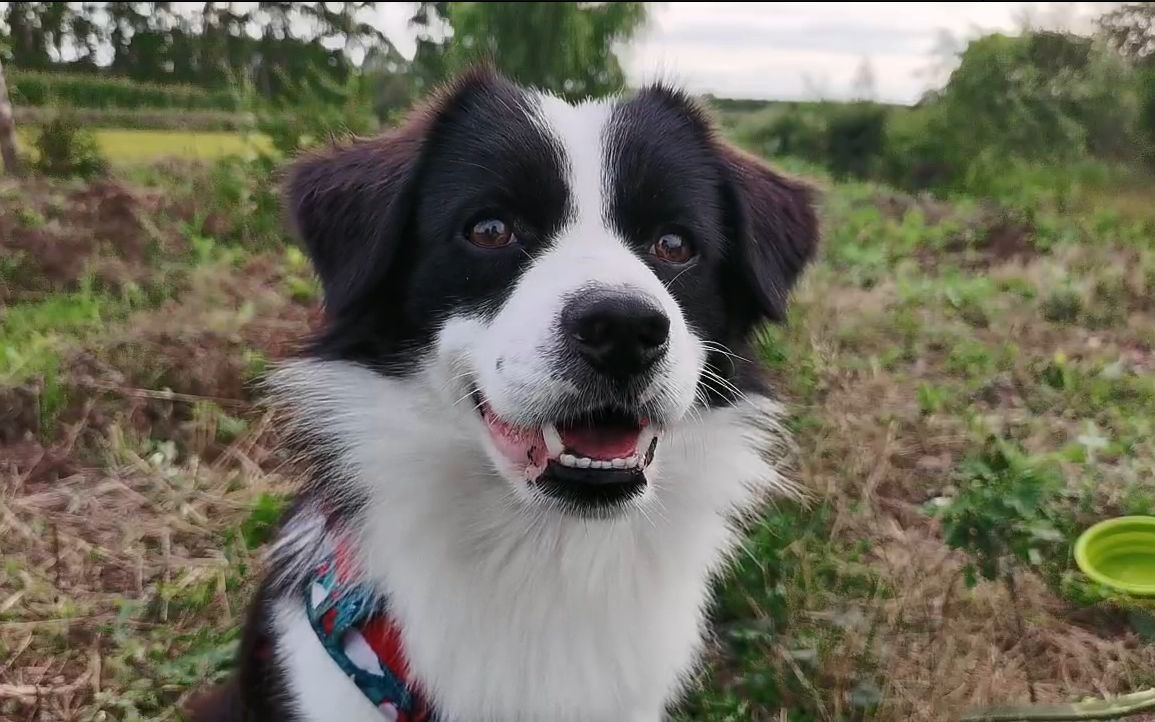 阿尔法是只边牧 2021年8月13日 [分p]陪王老板钓鱼,等李老板到来!