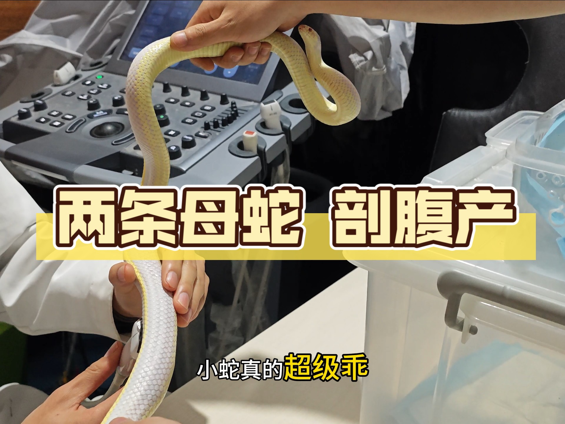 两条母蛇同时卡蛋 还好处理及时!