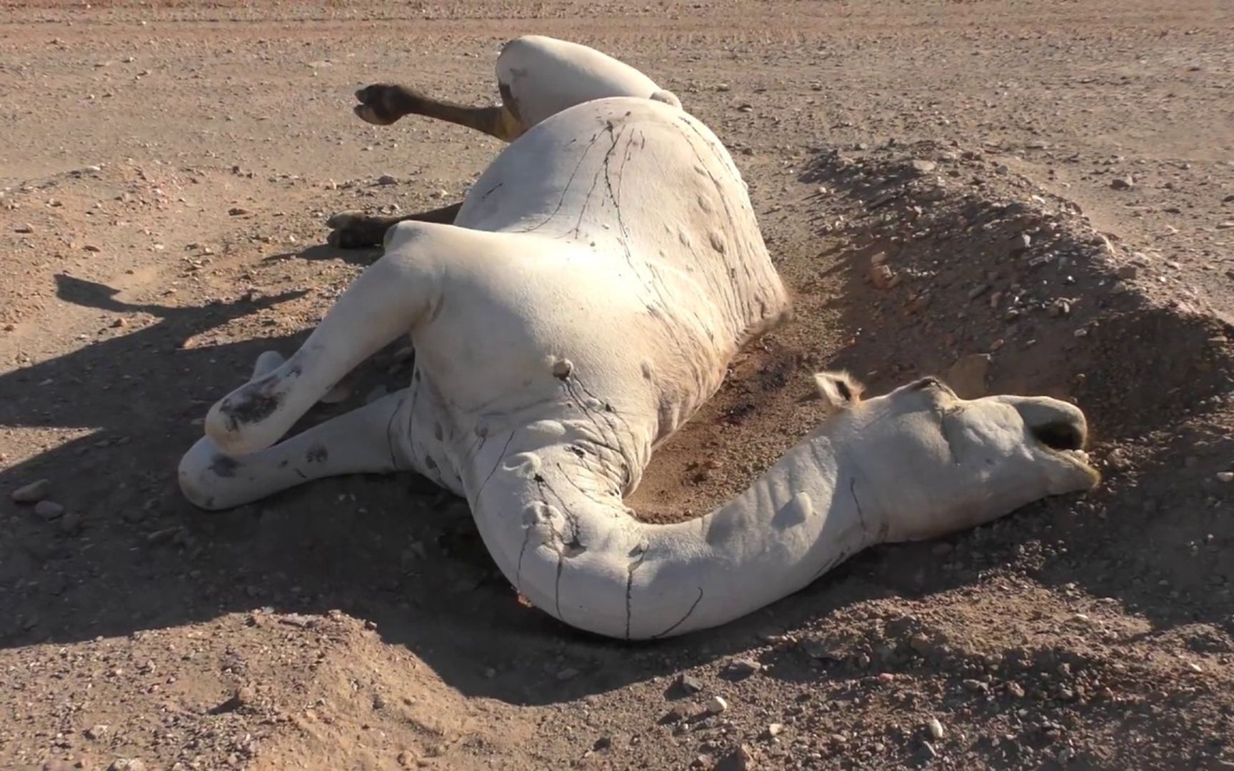 沙漠里渴死的骆驼,为什么不能碰?