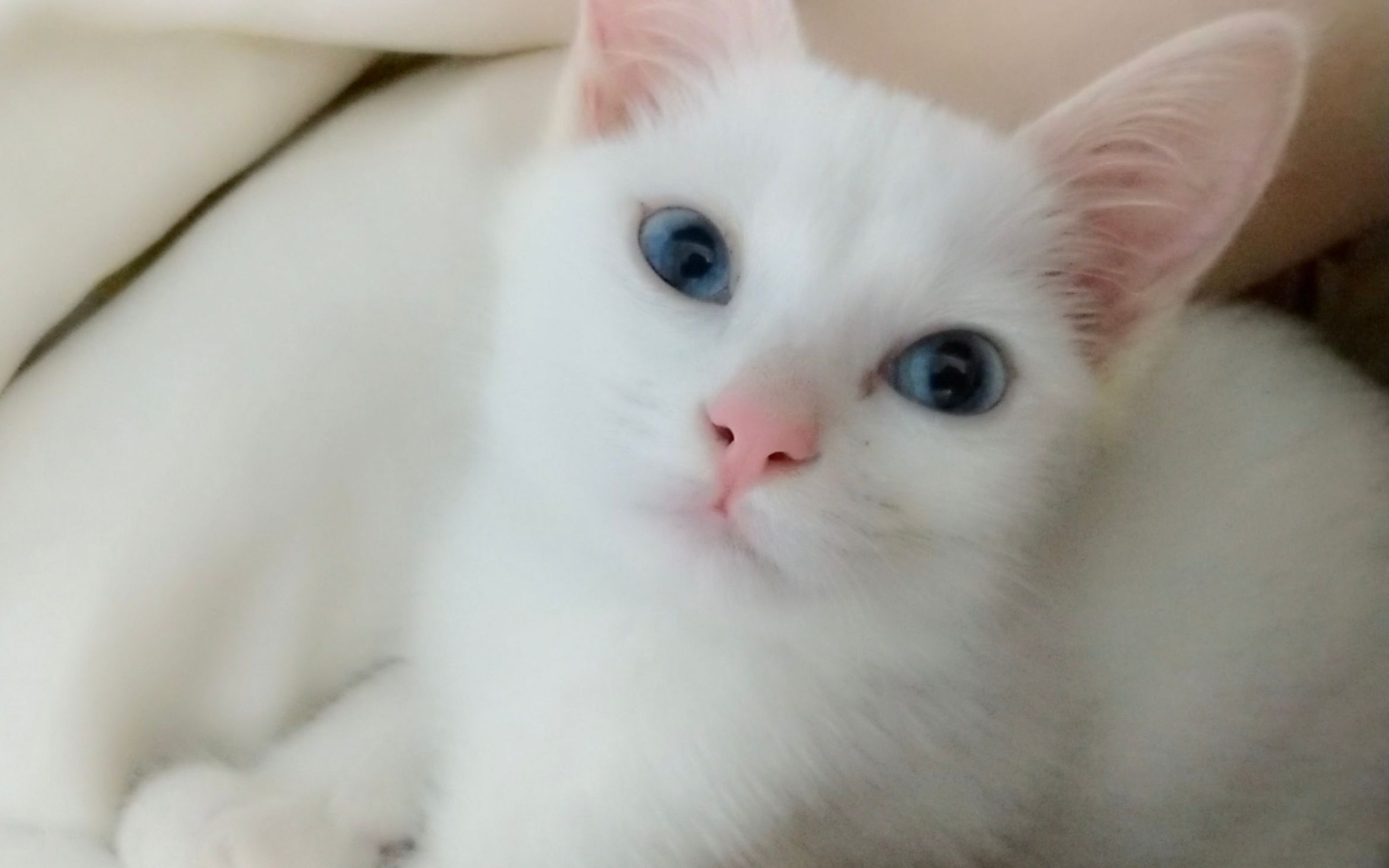 蓝眼睛小白猫图片图片