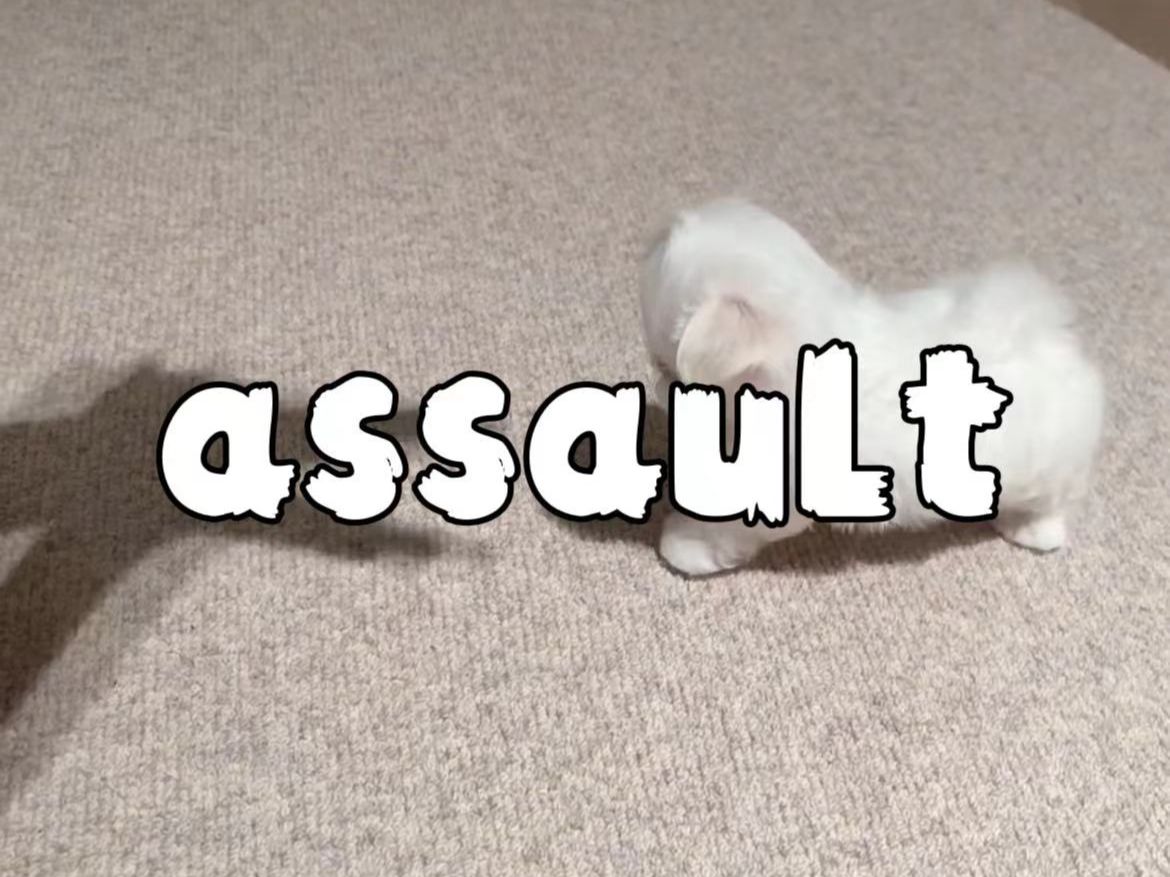 单词速通 assault哔哩哔哩bilibili