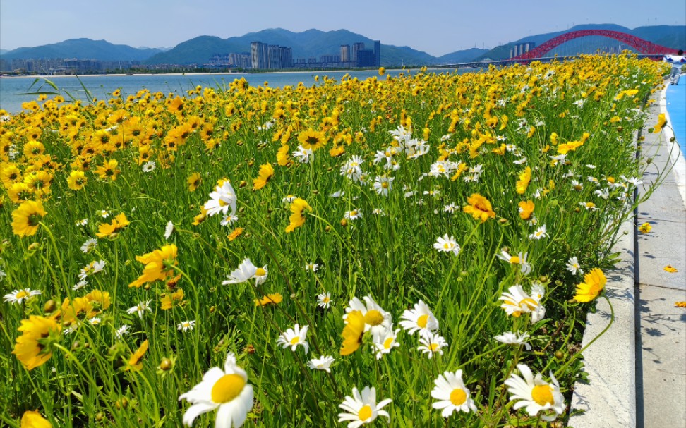 宁波梅山红桥花海_哔哩哔哩_bilibili