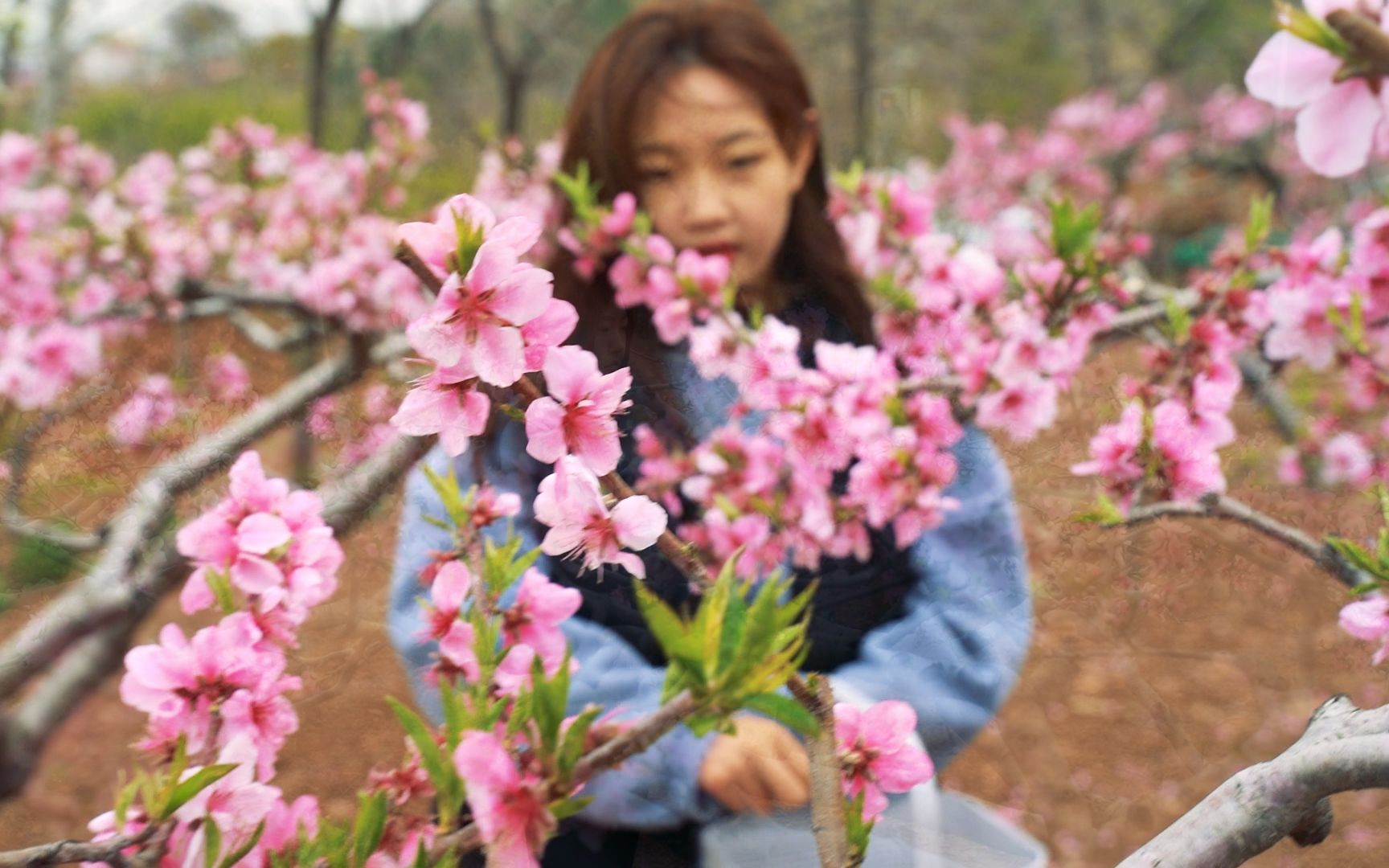 桃 花 糕 ~看看就可以了,千万千万不要模仿哔哩哔哩bilibili