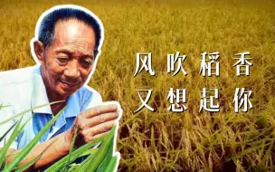 Download Video: 今天，风吹稻香再次想起你