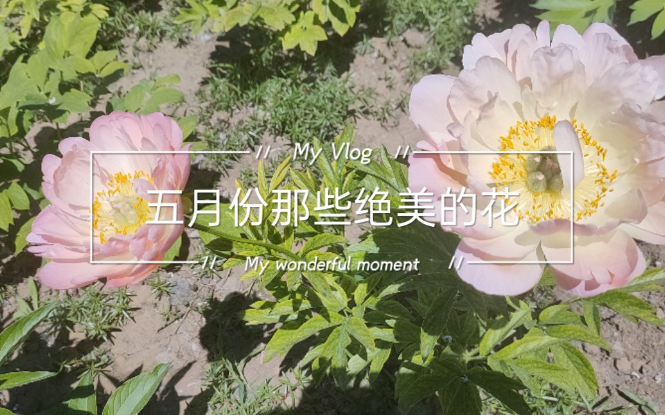 [图]五月份的花真的绝美