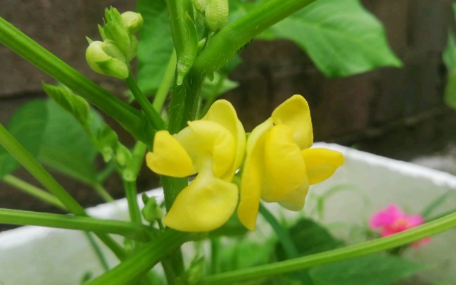 [图]红豆开花与绿豆开花