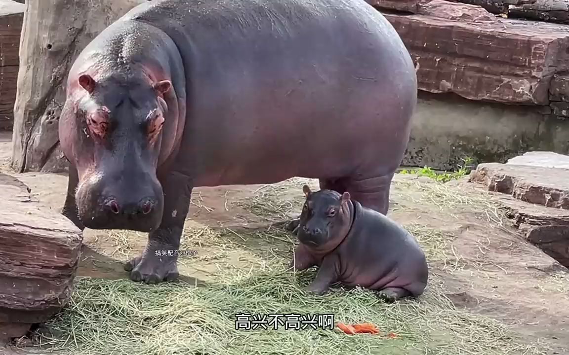 [图]小河马吃苹果，这味道好极了