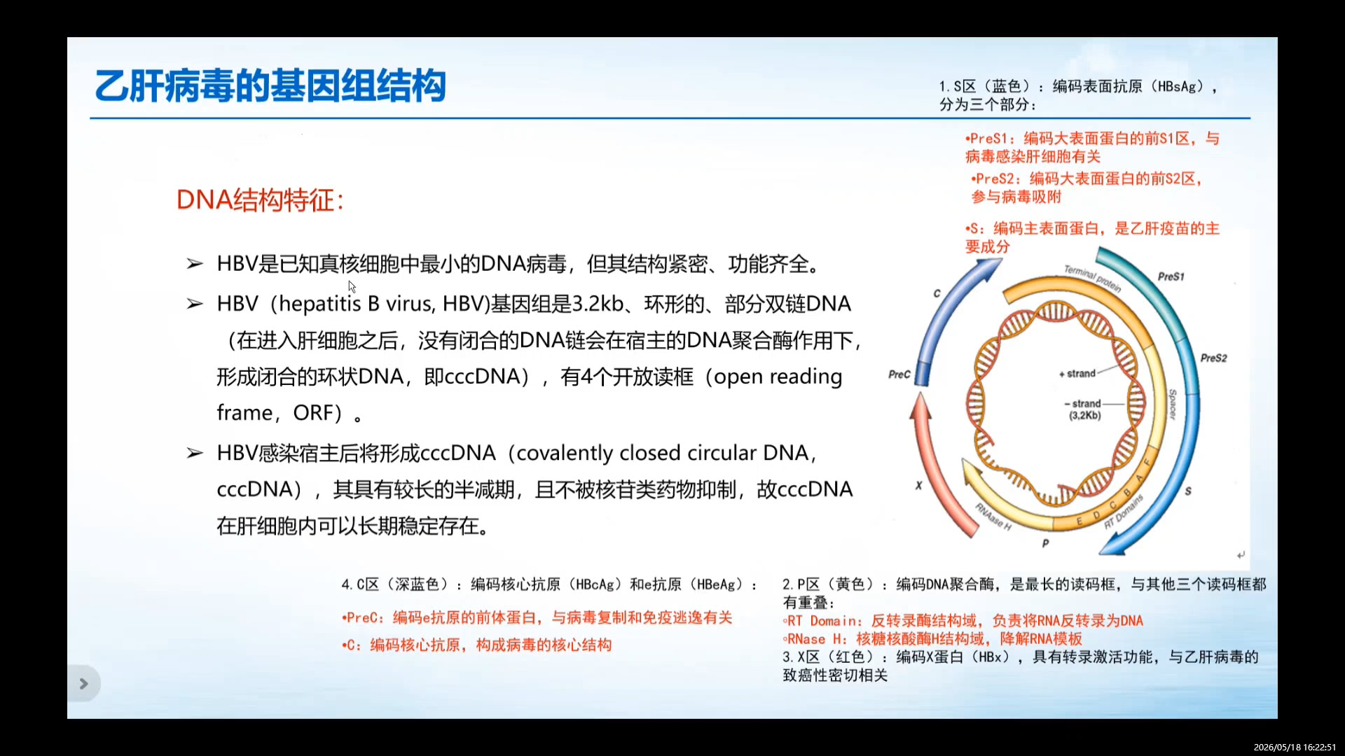 乙肝病毒基础知识——乙肝病毒结构