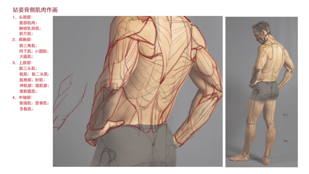 艺用人体解剖完整形态人体后侧肌肉作画
