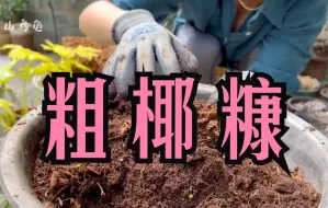 Download Video: 「山乌龟」一种好用的室内植物介质推荐 | 翻盆｜园艺记录 |