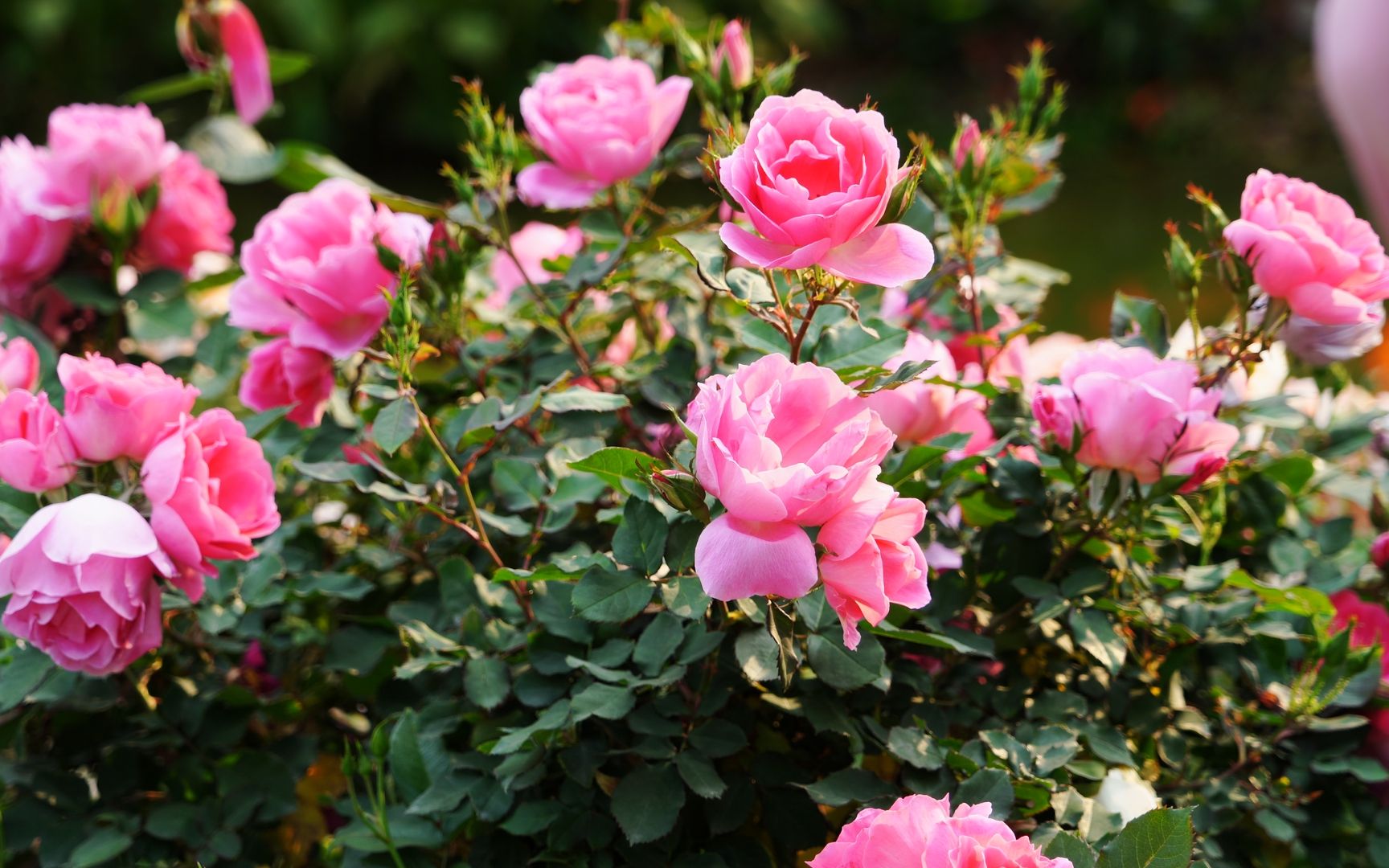 深圳人民公园2023深圳月季花展百花齐放,色彩缤纷