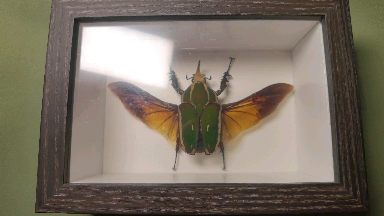 【甲虫记录】做一个乌干达花金龟标本