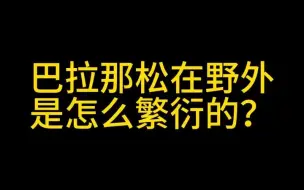 Скачать видео: 巴拉那松在野外是怎么繁衍的？