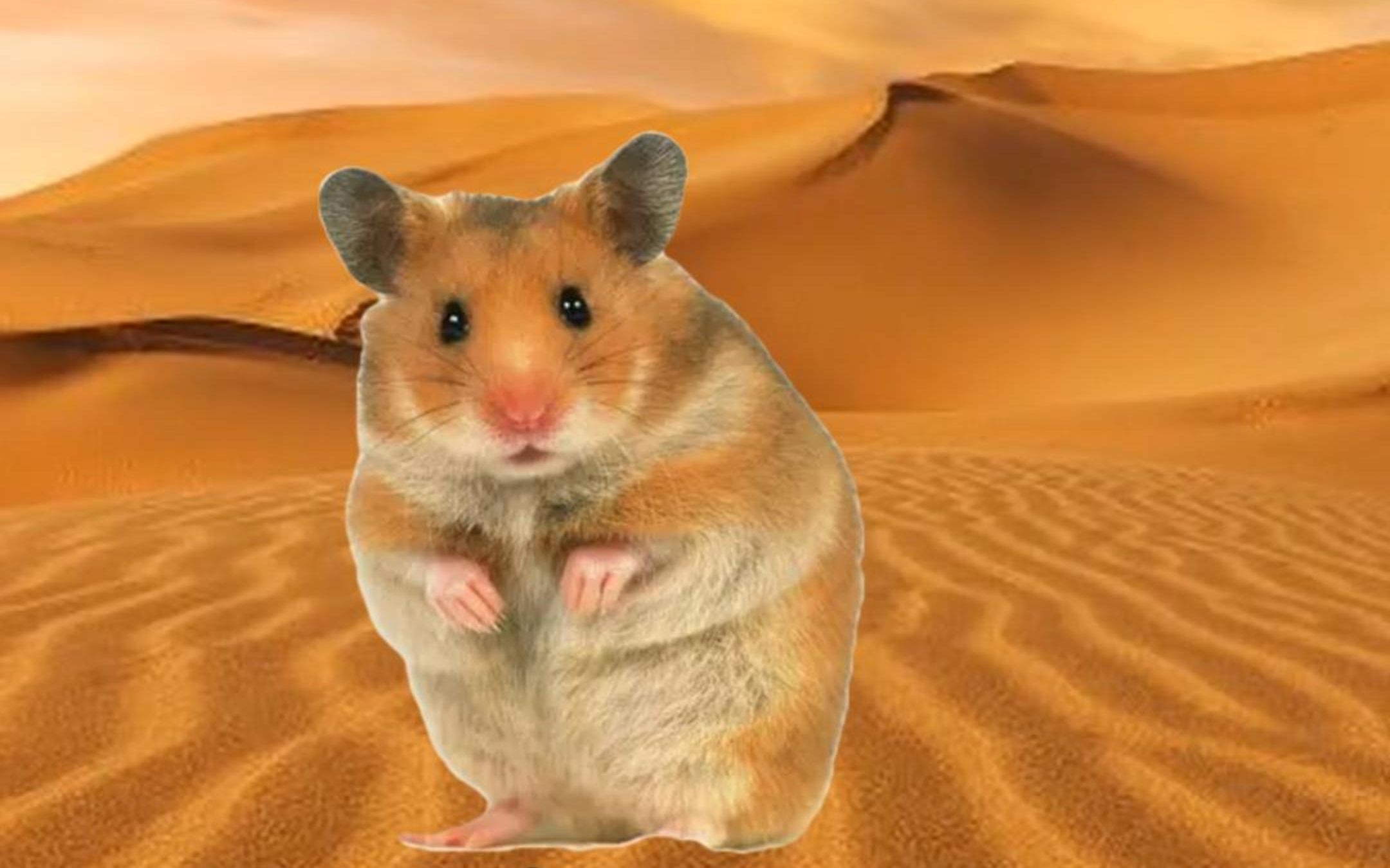 【金丝熊的由来】带你快速了解一波叙利亚仓鼠