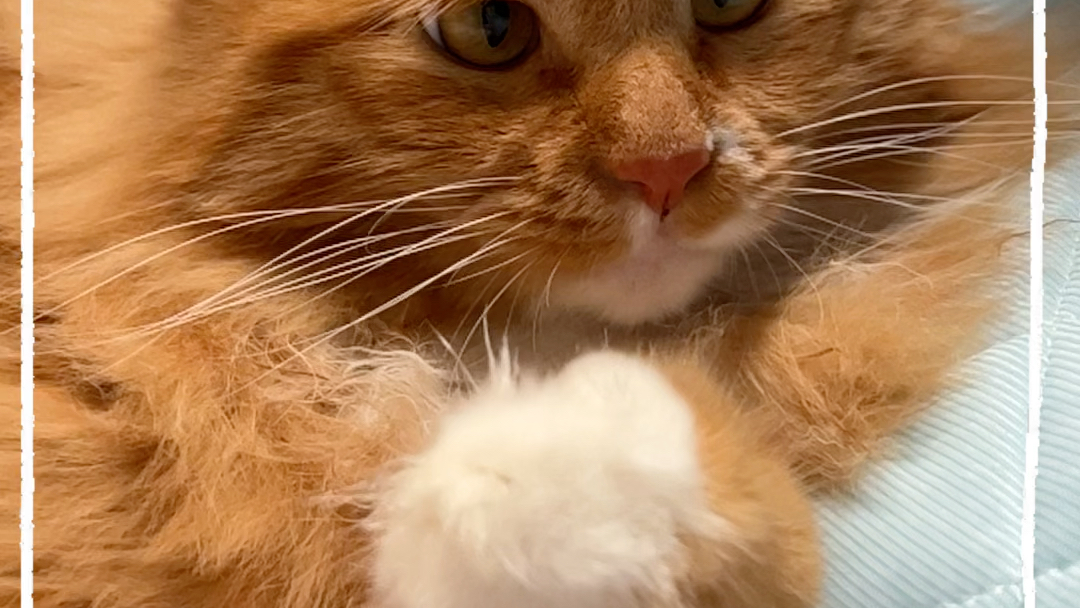 戴着白手套的橘猫就是这么可爱