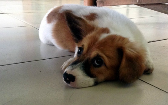 cheers小泉从萌萌哒长大咯