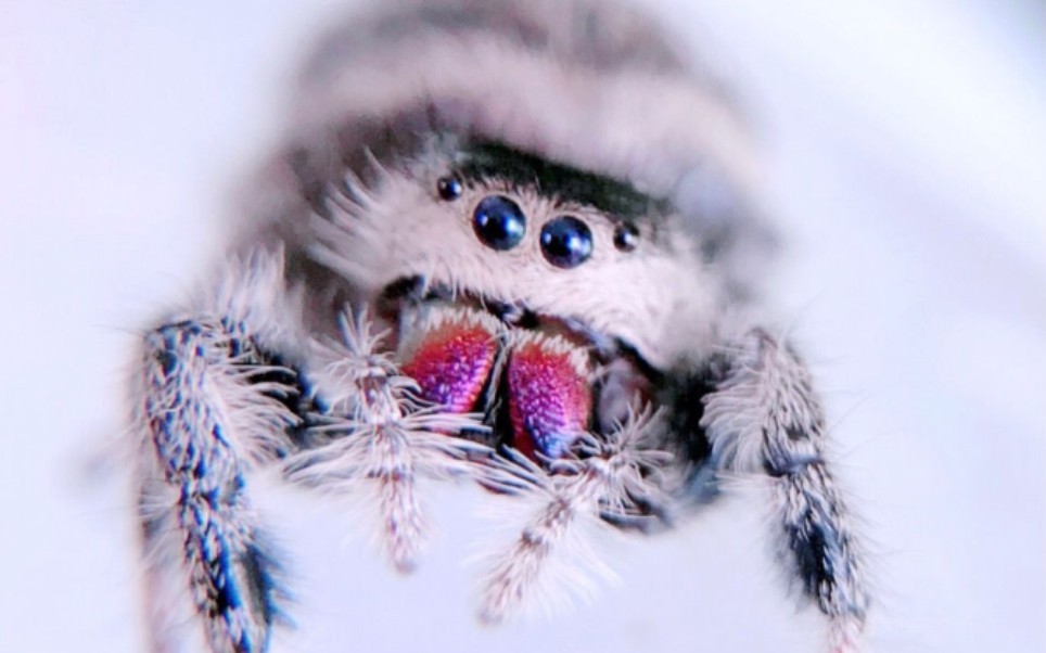 巨人圭亚那粉趾