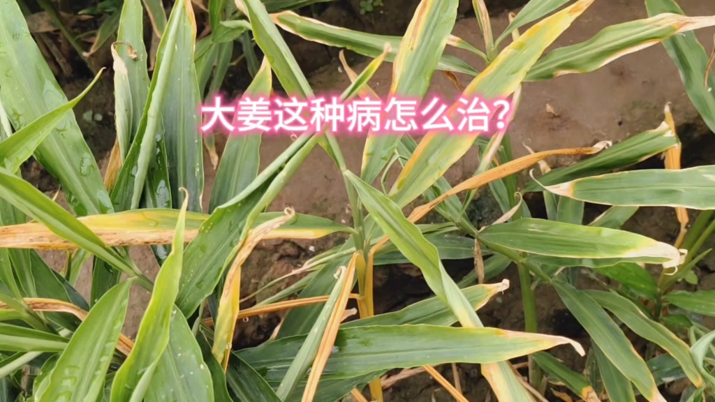 大姜种植小技巧,病害防治,看好你的大姜别让它得这种病