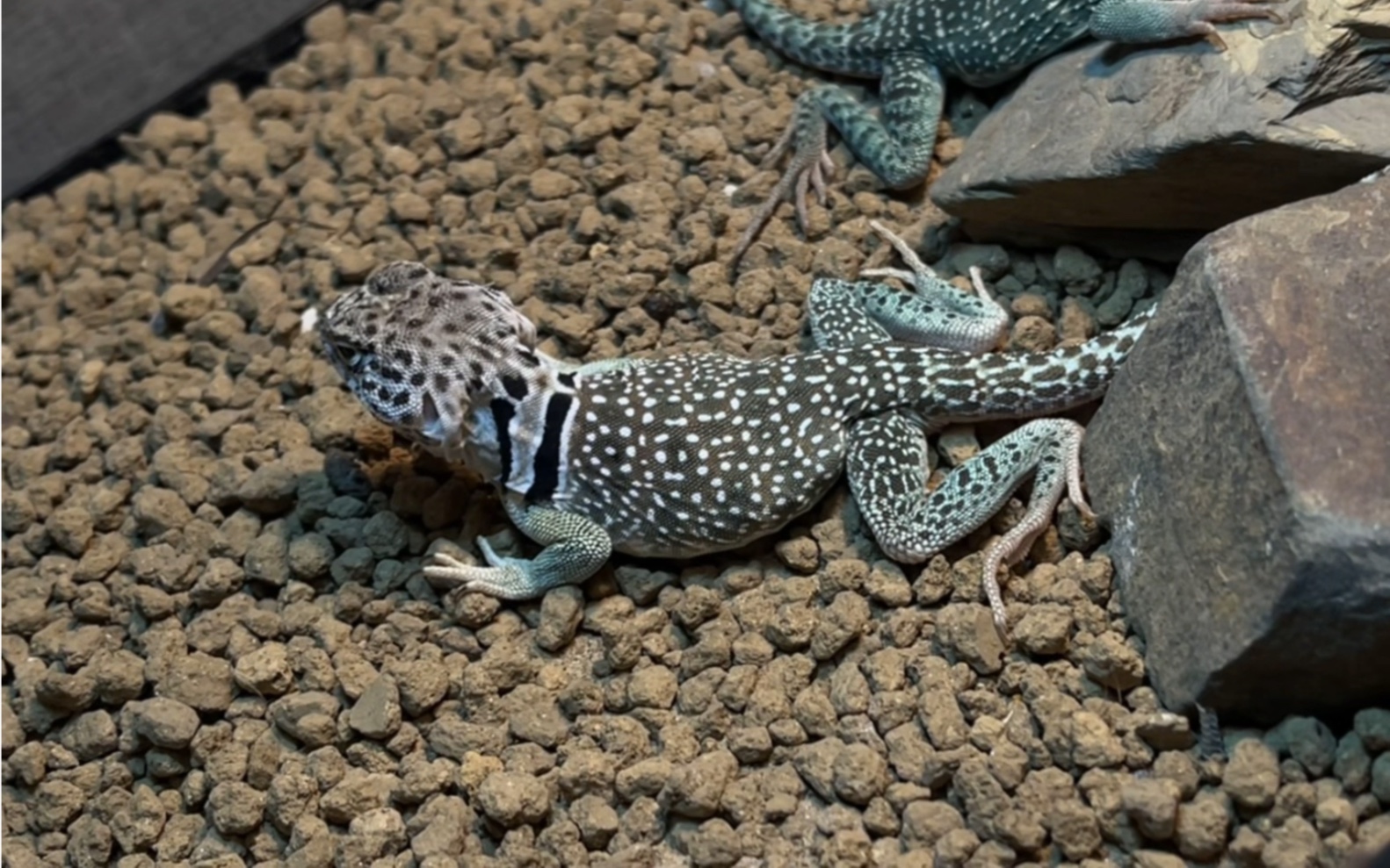 威奇托山环颈蜥