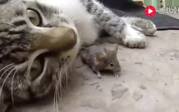 [图]这才是真正的猫捉老鼠，悲惨的老鼠都没有反映过来什么回事