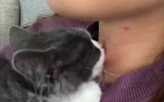 “小猫咪不可以色色”×小猫咪快对我色色√