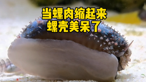 美丽的雪山宝贝螺 外套膜之下居然这么美丽 哔哩哔哩