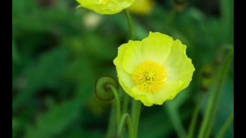 [图]花开不见君，山海竟可存