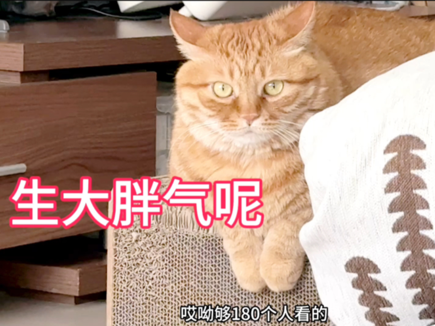 肥猫对妈妈给的午饭很不满意嘟噜着老猫脸生大胖气!