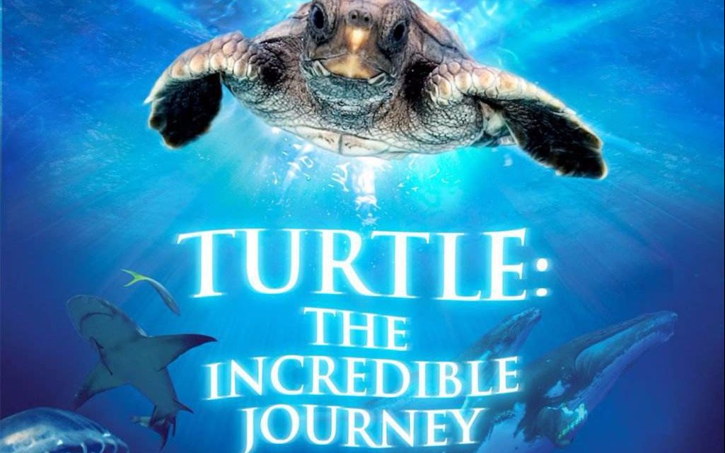 [图]【纪录片电影】海龟：奇妙之旅  Turtle: The Incredible Journey【高清中文字幕】