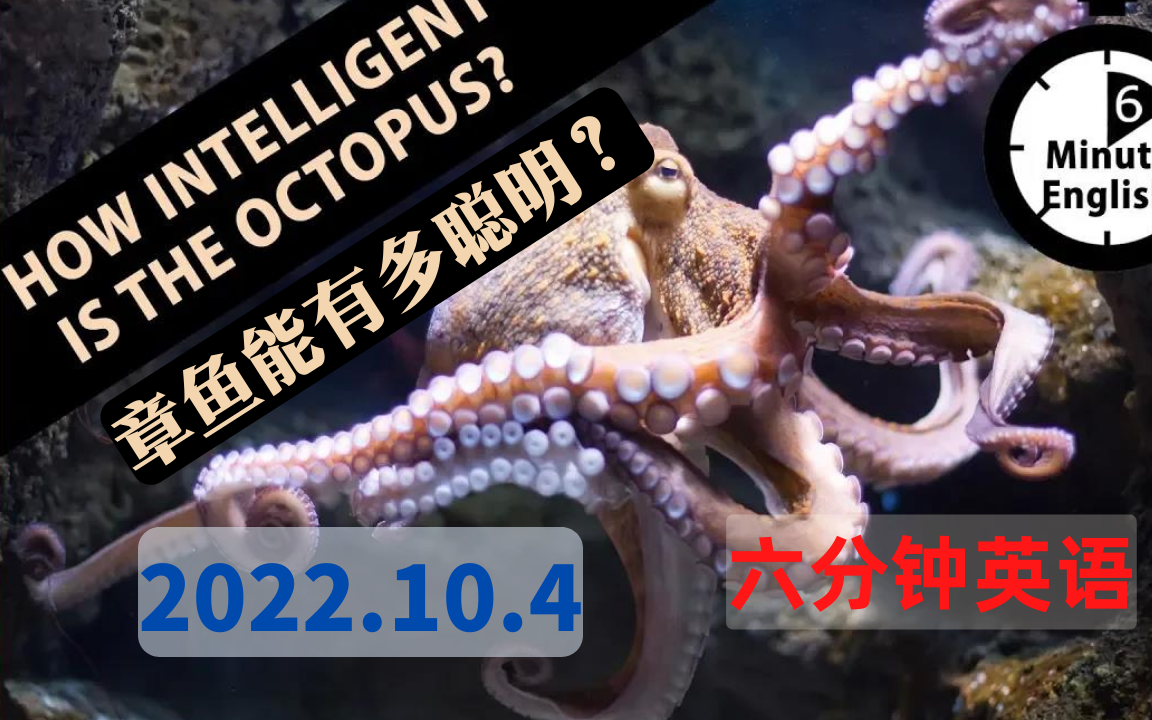 【2022.10.4】六分钟英语  章鱼能有多聪明  How intelligent is the octopus  6 minute English哔哩哔哩bilibili