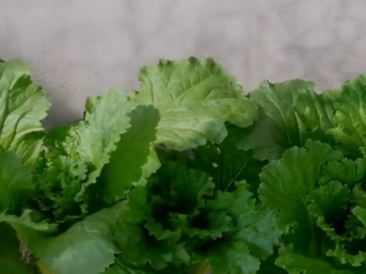 205 火筒菜种植过程及技巧 #种植小技巧 #种植技术