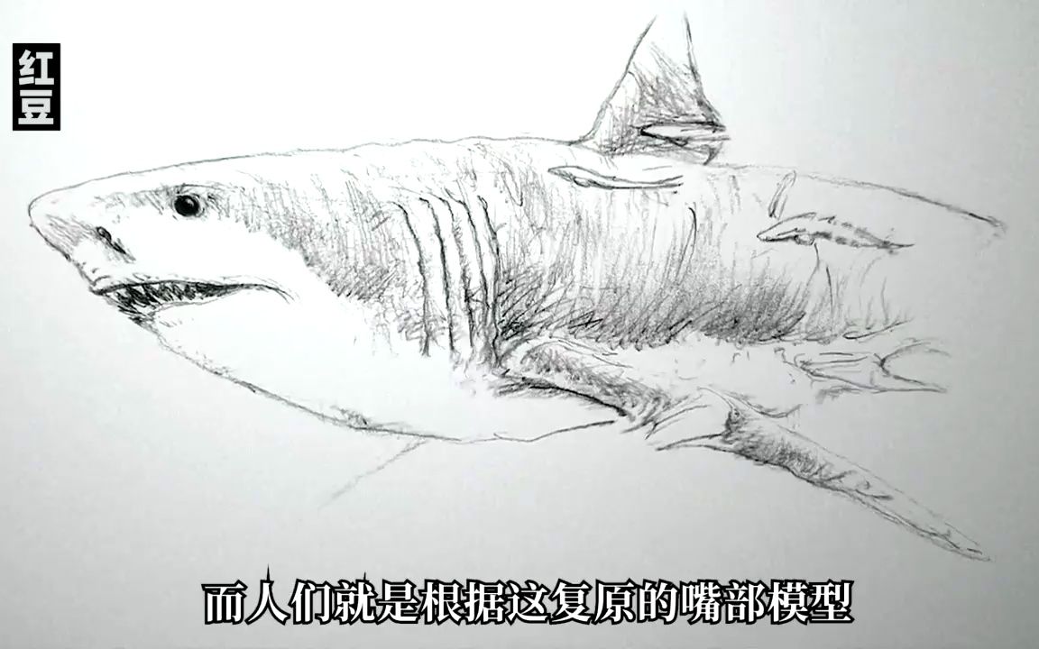巨齿鲨画法 恐怖图片