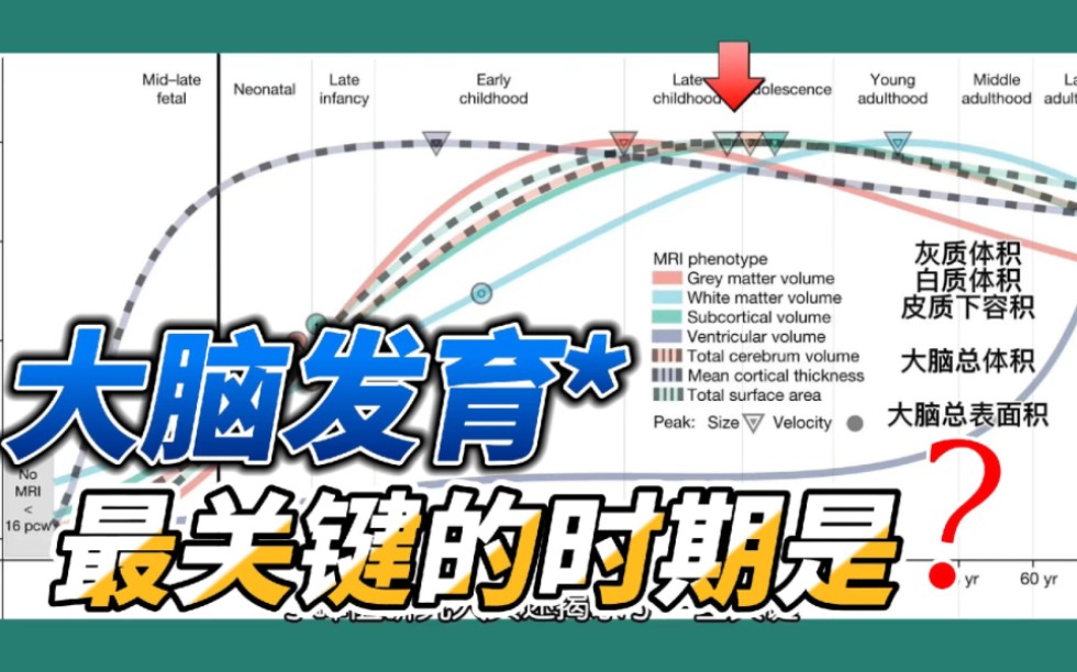 人类大脑发育最关键的时期是什么年龄?哔哩哔哩bilibili