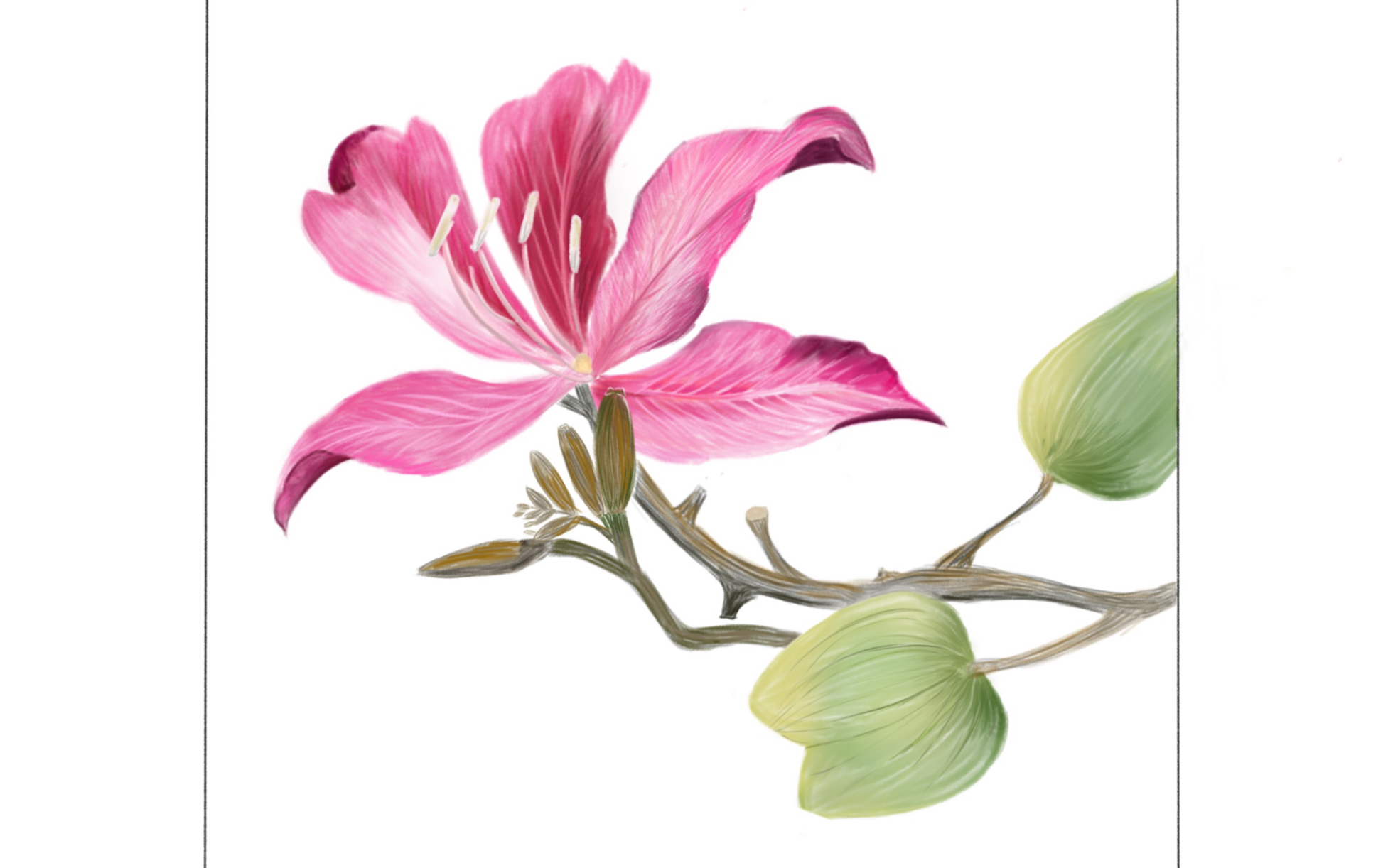 【ipadpro】如何用procreate画一朵红花羊蹄甲