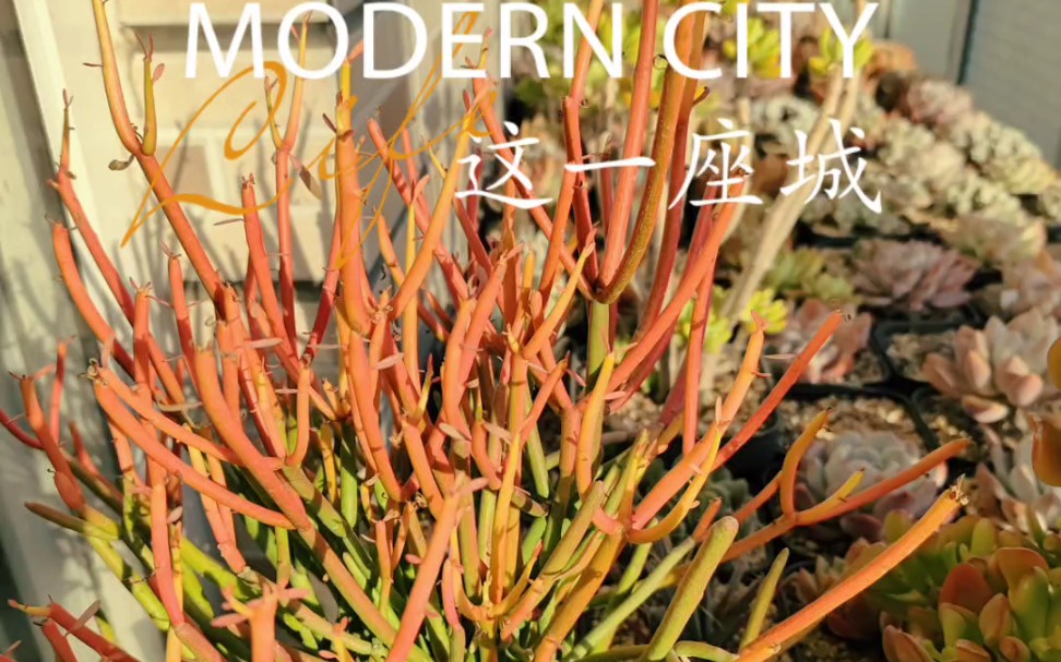 多肉植物红珊瑚,福娘锦,血燕