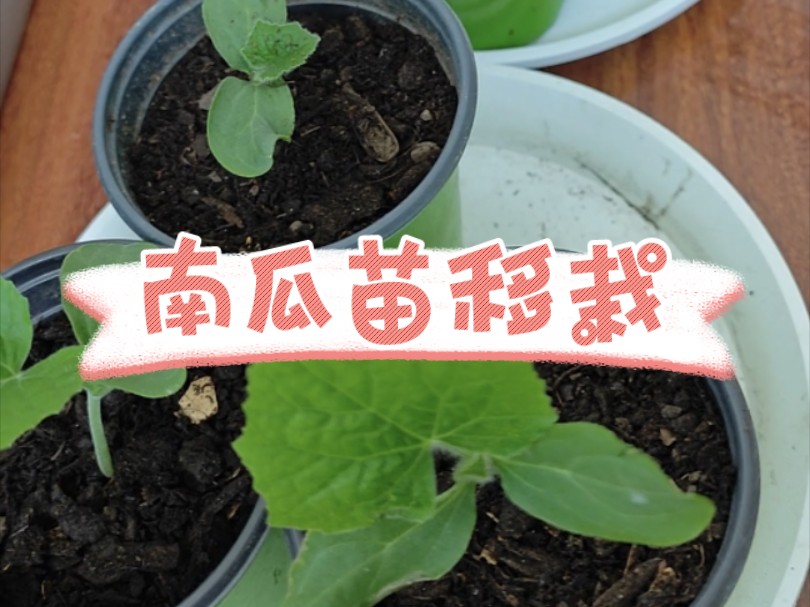 【蔬菜】花箱里 南瓜苗移栽 体会园艺快乐【深海边际】哔哩哔哩bilibili