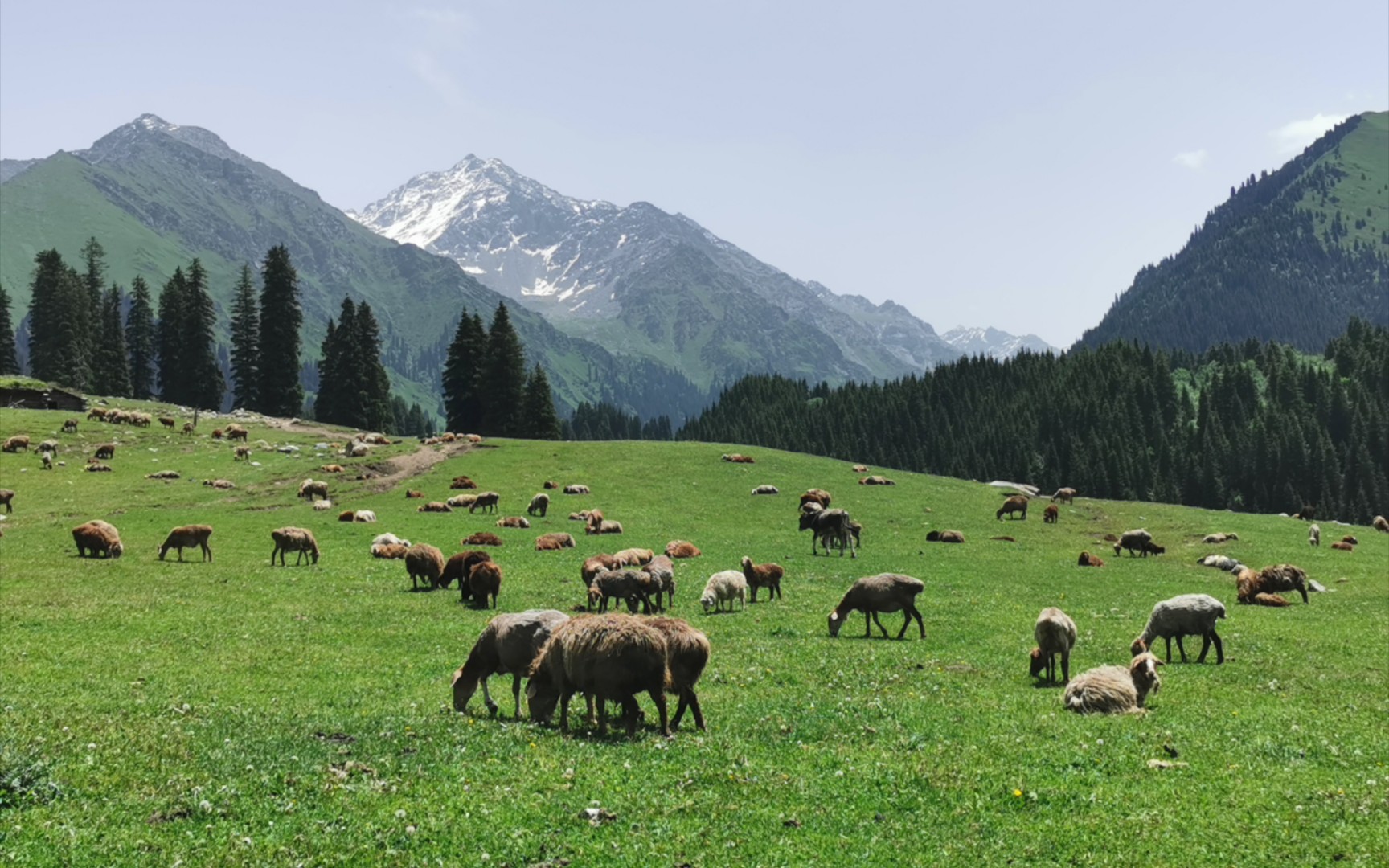新疆伊犁的夏天~湖泊,雪山,草原,牛羊