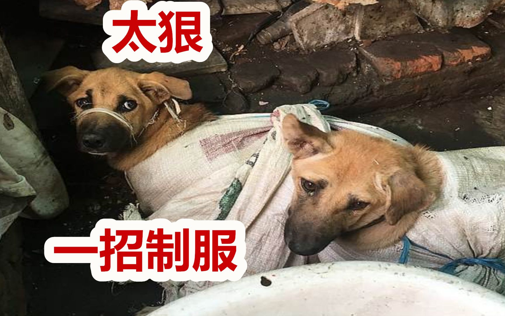 再凶狠的狗狗贩子都能一招制服方法很简单