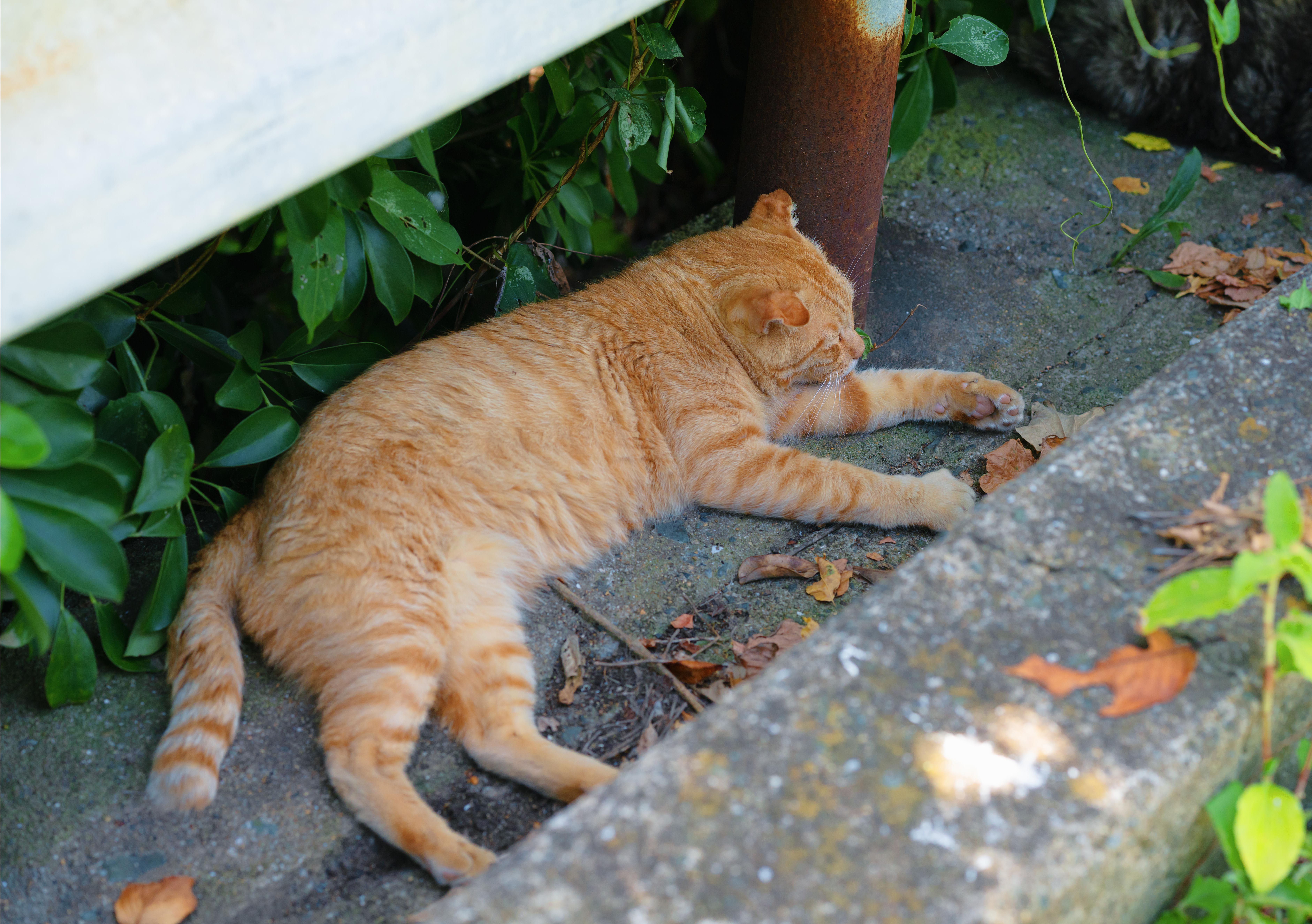 世界六大猫岛の日本相岛 撸猫之旅哔哩哔哩bilibili