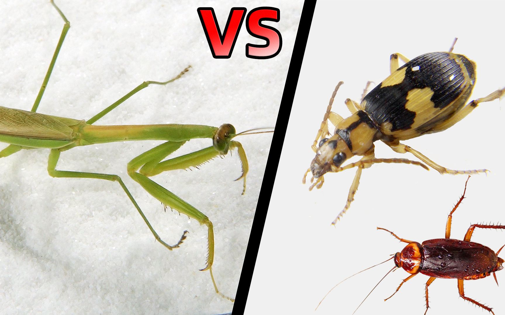 螳螂 vs 放屁虫 vs 蟑螂,你猜得到结局吗?