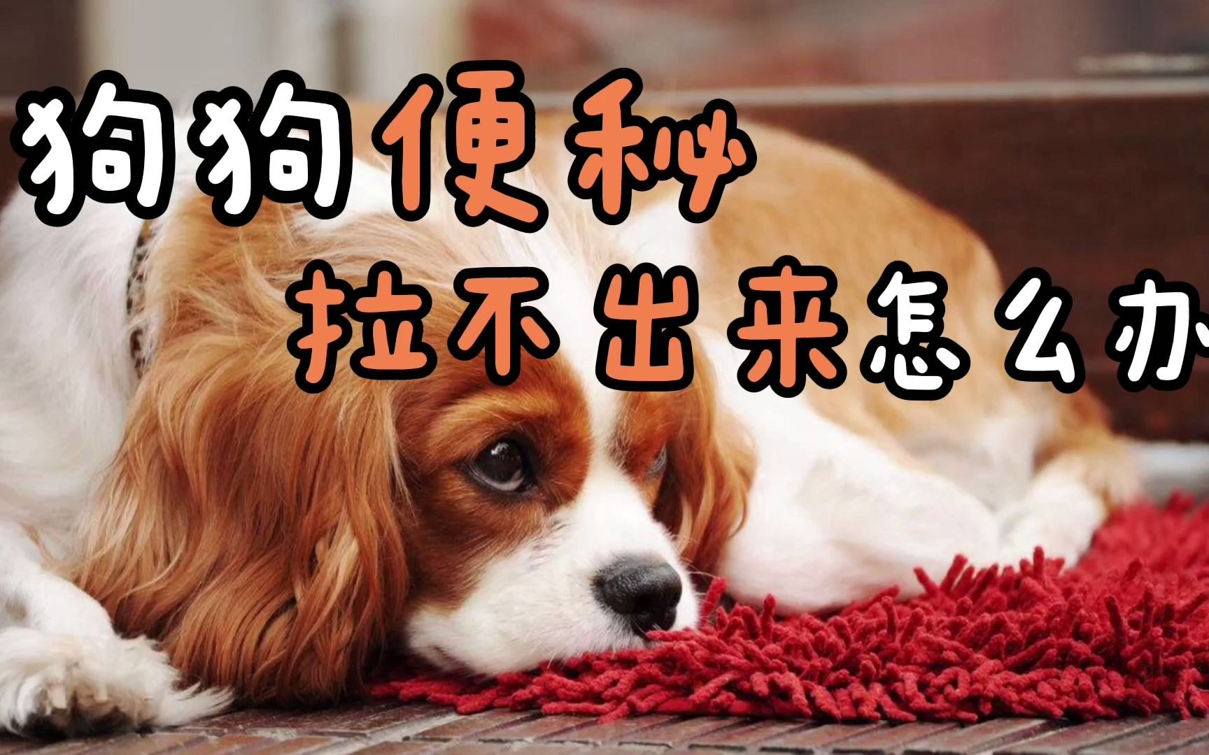 狗狗便秘拉不出来怎么办_哔哩哔哩_bilibili