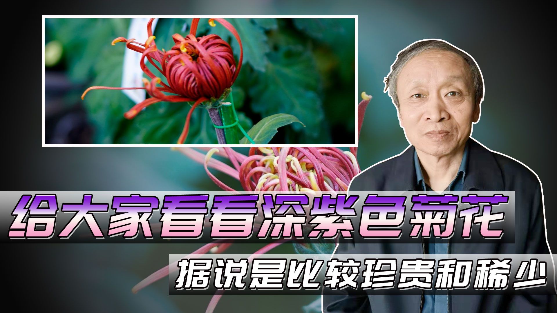 [图]给大家看看据说是比较珍贵和稀少的深紫色菊花