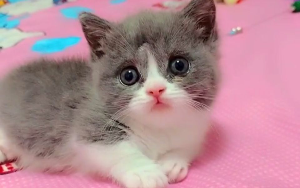 呆萌曼金奇矮脚猫,大眼睛小猫走来走去,太可爱了