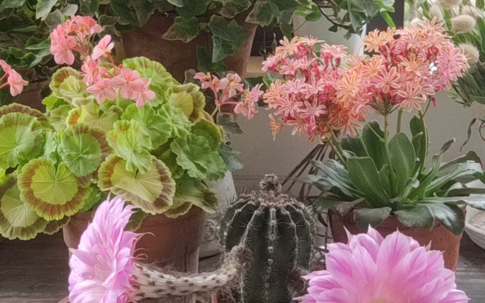 复花的露薇花,开花的奎尔特夫人,绚丽的席克氏彩草.