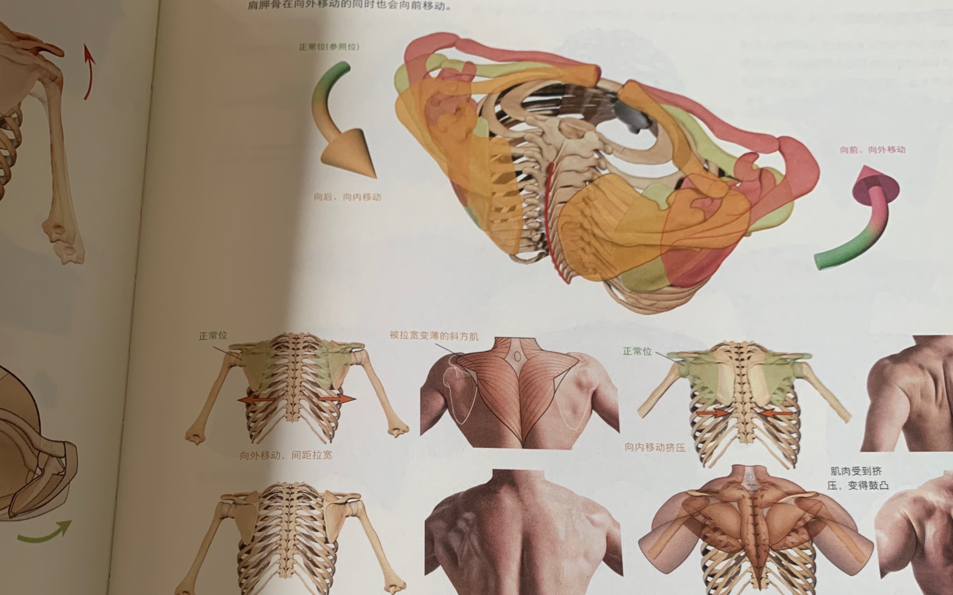 [图]艺用人体结构不只是要学解剖