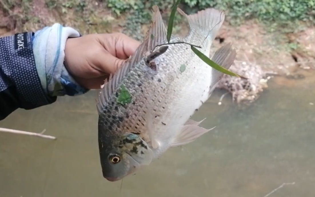 弹弓射鱼打罗非鱼03_哔哩哔哩_bilibili