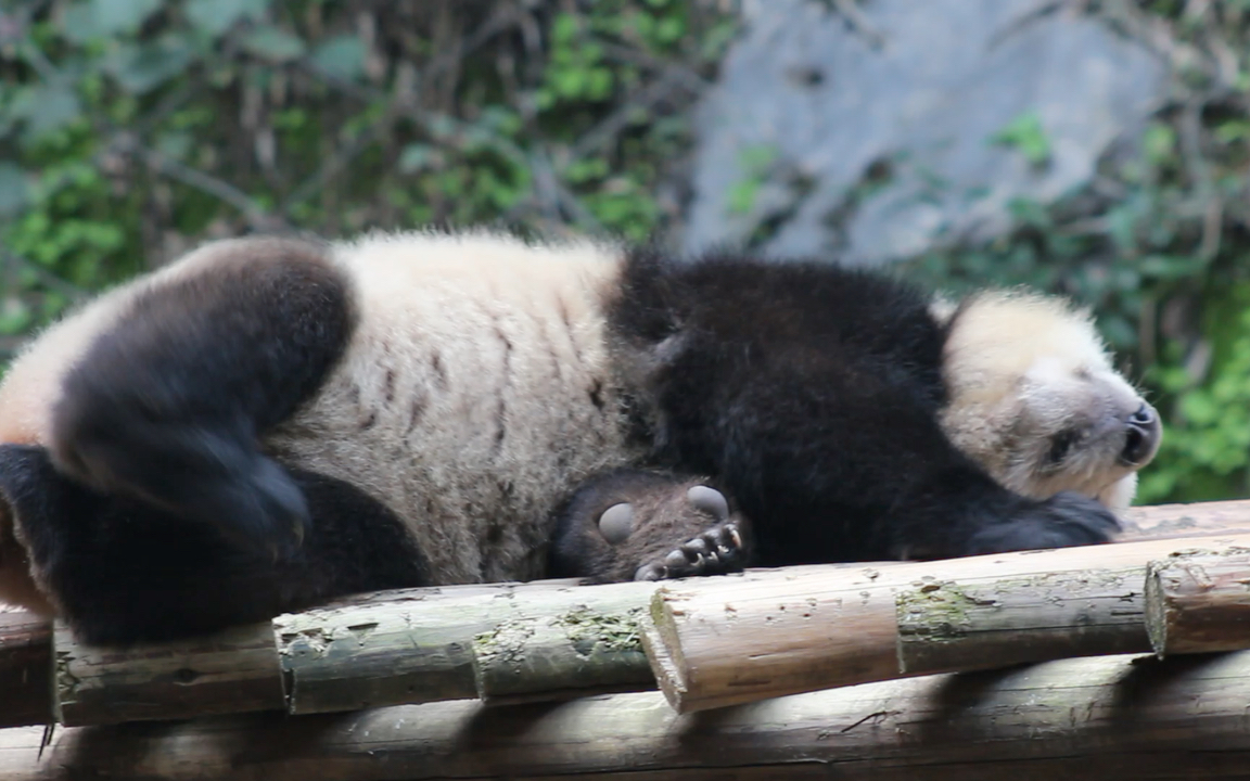 可爱,漂亮的珍珠妹妹!#大熊猫奇珍#萌萌哒小熊友
