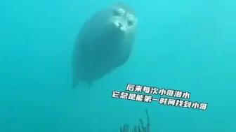 Download Video: 潜水员小哥偶然救下一只被海草缠着的海豹，没想到这只海豹是个惹人喜爱的显眼包