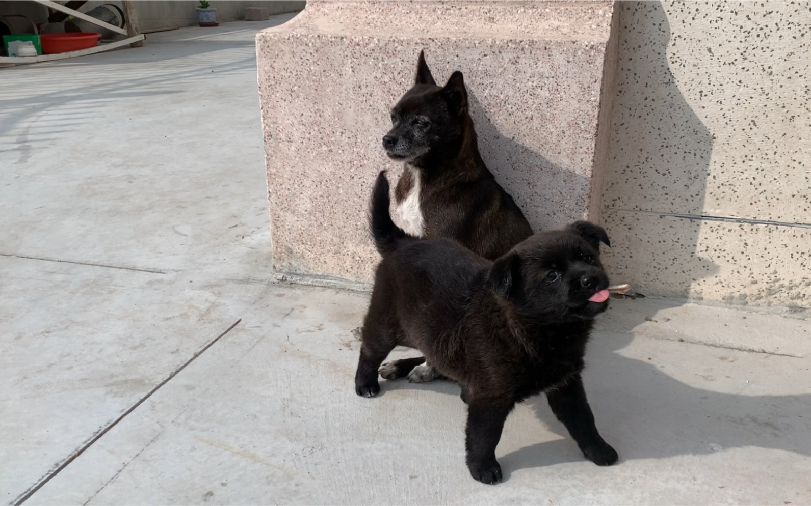 【中华田园犬】让你调皮呀!